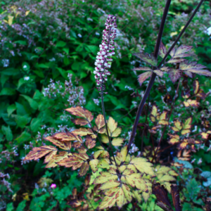 Actaea (cimicifuga) simplex 'Atropurpurea' | Aaldering de Stek