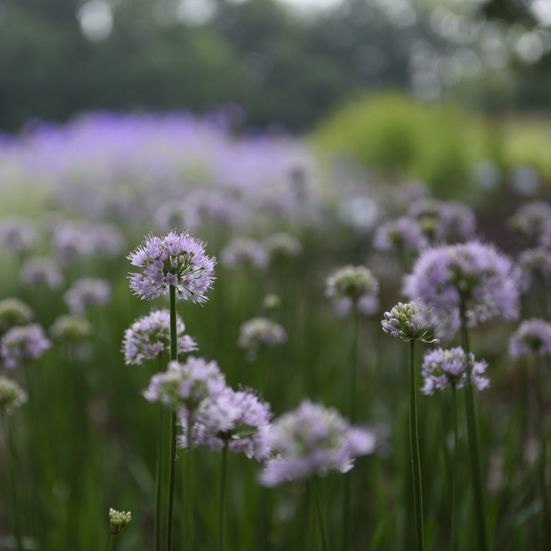 Allium 'Summer Beauty' | Kwekerij Aaldering De Stek