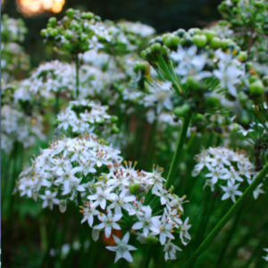 Allium tuberosum | Aaldering de Stek