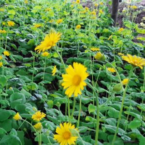 Doronicum pardalianches | Aaldering de Stek