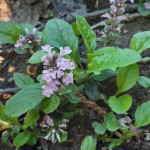 Ajuga reptans 'Rosea' | Aaldering de Stek