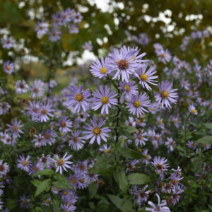 Aster ageratoides 'Adustus Nanus' - Aaldering de Stek