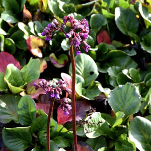 Bergenia cordifolia 'Winterglow'| Aaldering de Stek