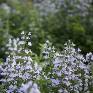 Calamintha nepeta nepeta | Aaldering de Stek