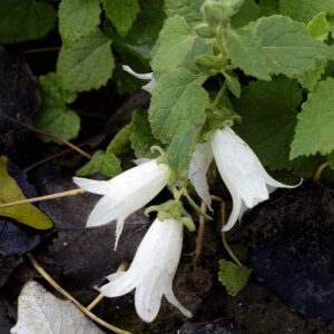 campanula allieriifolia 'Snow Dine' | Aaldering de Stek