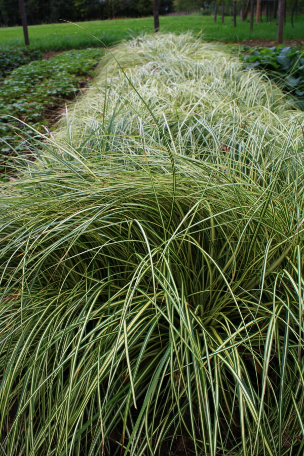 Carex oshimensis 'Evergold' | Aaldering de Stek