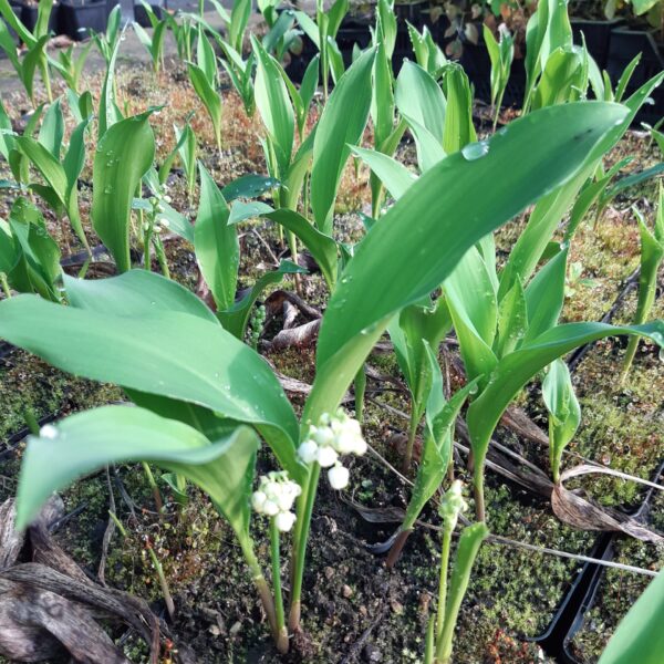 Convallaria majalis | Aaldering de Stek