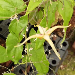Epimedium wushanense 'Caramel' | Aaldering de Stek