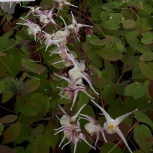 Epimedium grandiflorum | Aaldering de Stek