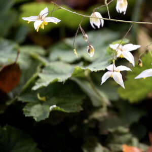 Epimedium 'Mandarin Star' | Aaldering de Stek