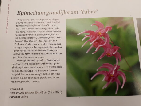 Uitleg Epimedium Yubae, rose queen, Red beauty | Aaldering de Stek