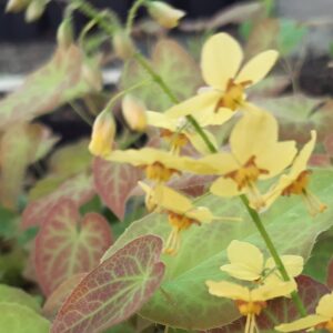 Epimedium pinnatum 'Colchicum' | Aaldering de Stek