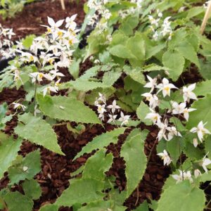 Epimedium stellulatum 'Long Leaf Form' | Aaldering de Stek