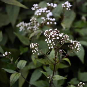 Eupatorium rugosum 'Chocolate' | Aaldering de Stek