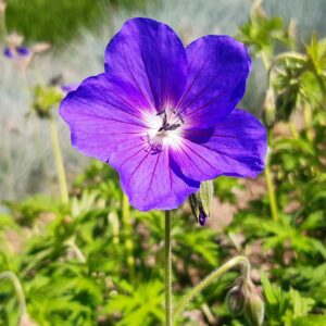 Geranium 'Eureka Blue' | Aaldering de Stek