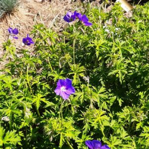 Geranium 'Eureka Blue' | Aaldering de Stek