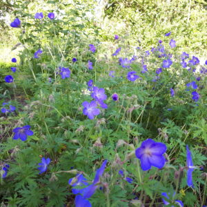 Geranium 'Johnson's Blue' | Aaldering de Stek