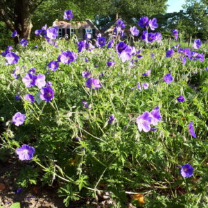 Geranium 'Orion' | Aaldering de Stek