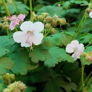 Geranium cantabrigiense 'Biokovo' | Aaldering de Stek
