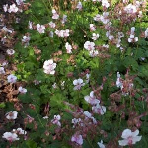 Geranium cantabrigiense 'Biokovo' | Aaldering de Stek