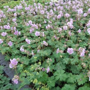 Geranium cantabrigiense 'Hanna' | Aaldering de Stek