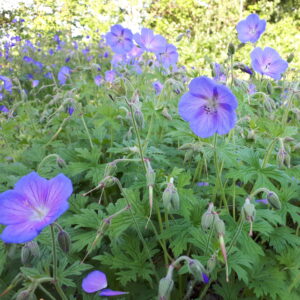 Geranium himalayense 'Iris Blue' | Aaldering de Stek
