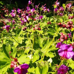 Geranium macrorrhizum 'Pindus' | Aaldering de Stek