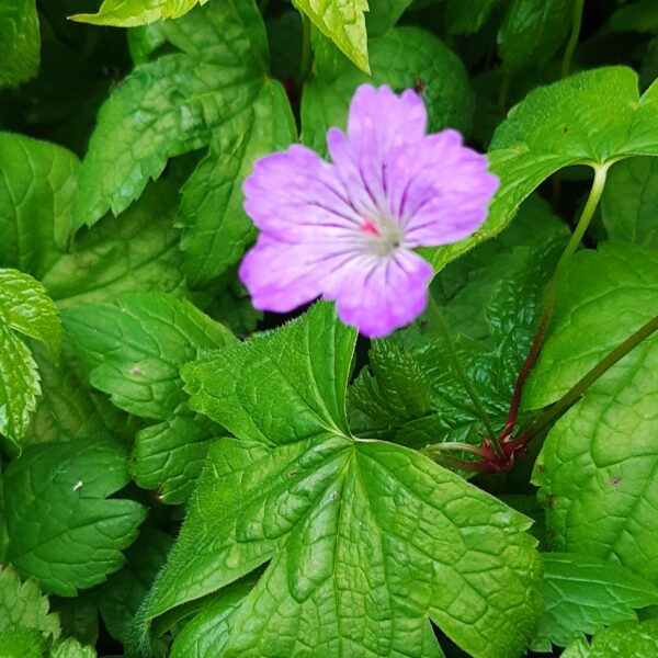 Geranium nodosum | Aaldering de Stek