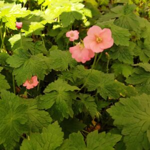 Geranium endressi 'Wargrave Pink' | Aaldering de Stek