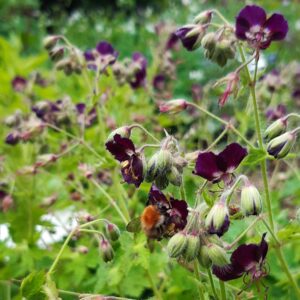 Geranium phaeum 'Samobor' | Aaldering de Stek