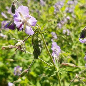 Geranium phaeum 'Walküre' | Aaldering de Stek