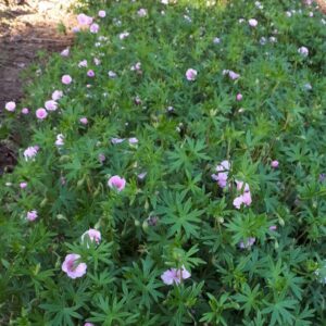 Geranium sanguineum 'Striatum' | Aaldering de Stek