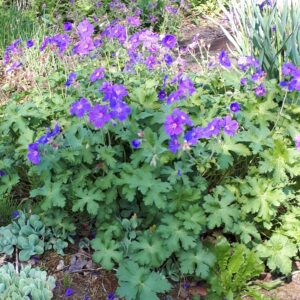 Geranium sylvaticum 'Mayflower' | Aaldering de Stek