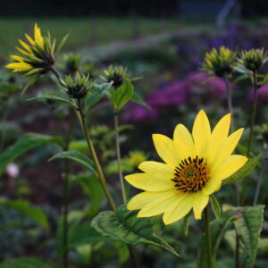 Helianthus giganteum 'Sheila's Sunshine' | Aaldering de Stek