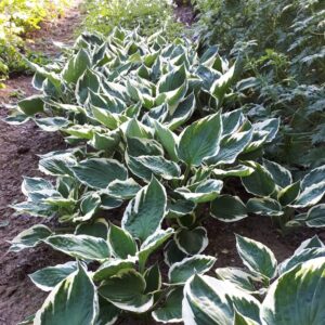 Hosta 'Minuteman' | Aaldering de Stek