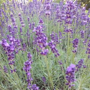 Lavendula angustfolia 'Hidcote' | Aaldering de Stek