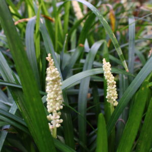 Liriope monroe 'White' | Aaldering de Stek