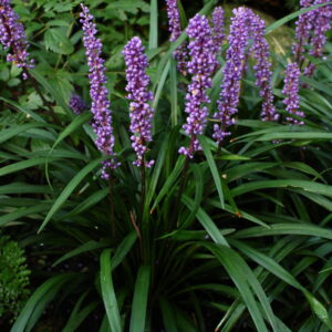 Liriope muscari 'Ingwersen' | Aaldering de Stek