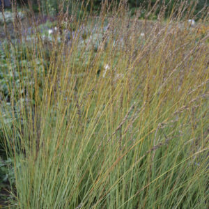 Molinia caerulea 'Heidebraut' | Aaldering de Stek