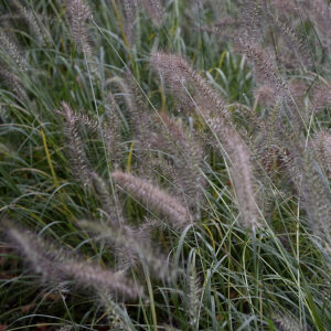 Pennisetum alopecuroides 'Hameln' | Aaldering de Stek