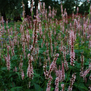 Persicaria amplexicaulis 'Rosea' | Aaldering de Stek
