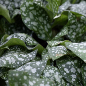 Pulmonaria angustifolia 'Sissinghurst White' | Aaldering de Stek
