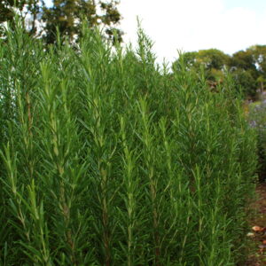 Rosmarinus officinalis | Aaldering de Stek