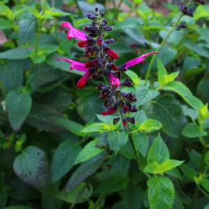 Salvia guaranitica 'Amante' | Aaldering de Stek