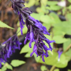 Salvia 'Amistad' | Aaldering de Stek
