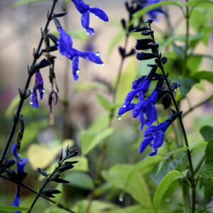 Salvia guaranitica 'Black and Bloom' | Aaldering de Stek