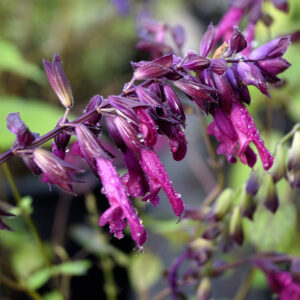 Salvia nemorosa 'Love and Wishes' | Aaldering de Stek