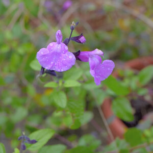 Salvia 'No Shame' | Aaldering de Stek