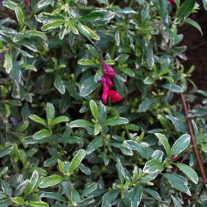 Salvia greggi 'Desert Blaze' | Aaldering de Stek