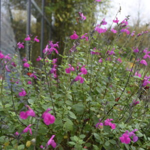 Salvia microphylla 'Cerro Potosi' | Aaldering de Stek